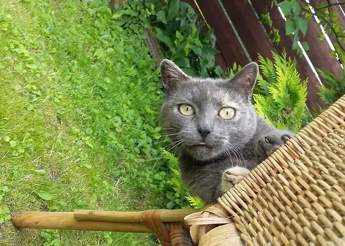 Accommodatie bij particulieren Goscinne 