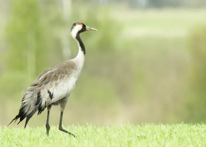 Rum i privatbostad Goscinne 